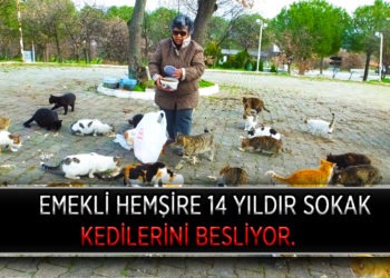 EMEKLİ HEMŞİRE 14 YILDIR SOKAK KEDİLERİNİ BESLİYOR.