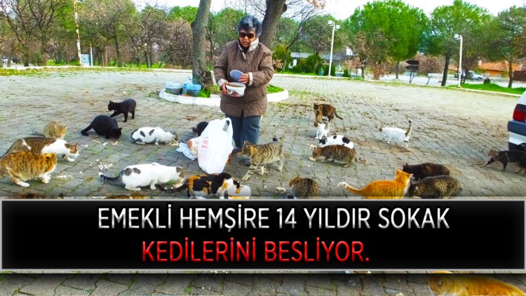 EMEKLİ HEMŞİRE 14 YILDIR SOKAK KEDİLERİNİ BESLİYOR.