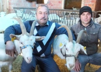 Saanen Keçi Melezlemesiyle Sürünün Süt Verimini Artırdı