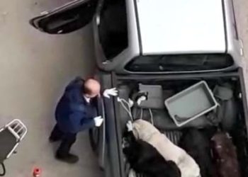 Köpekleri Pikap Araca İstiflediler