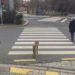 Kırmızı Işıkta İnsanlar Geçerken Bekleyen Köpek Sosyal Medyayı Salladı