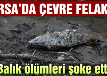 Bursa’da çevre felaketi.. Balık ölümleri şok etti