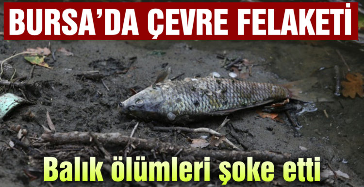 Bursa’da çevre felaketi.. Balık ölümleri şok etti
