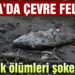 Bursa’da çevre felaketi.. Balık ölümleri şok etti