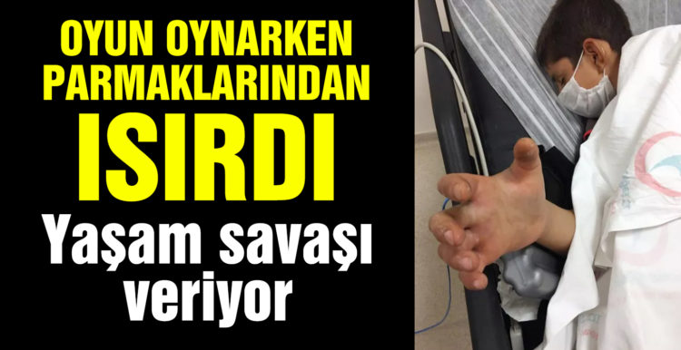 Arkadaşlarıyla oynarken yılan ısırdı! Civan, yoğun bakımda