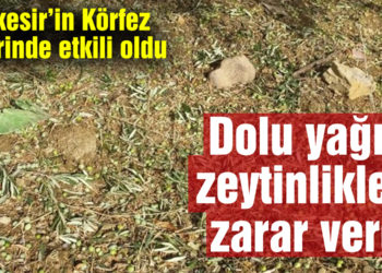 Dolu yağışı zeytinliklere zarar verdi