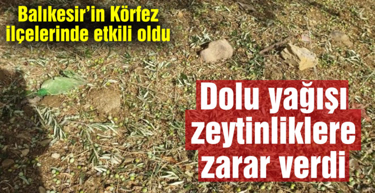 Dolu yağışı zeytinliklere zarar verdi