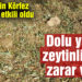Dolu yağışı zeytinliklere zarar verdi