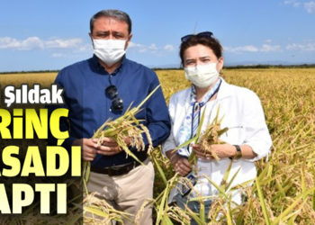 Vali Şıldak, pirinç hasadı yaptı