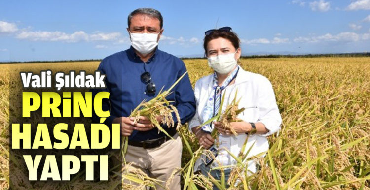 Vali Şıldak, pirinç hasadı yaptı