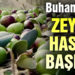 Burhaniye’de zeytin hasadı başladı, yağ kalitesi sevindirdi