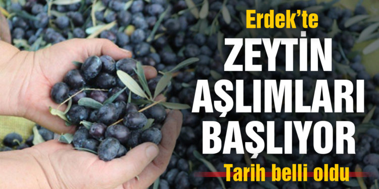 Erdek’te zeytin alımları başlıyor