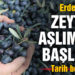 Erdek’te zeytin alımları başlıyor