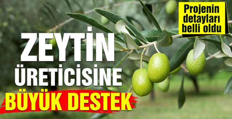 Edremit Belediyesi’nden zeytin üreticisine büyük destek