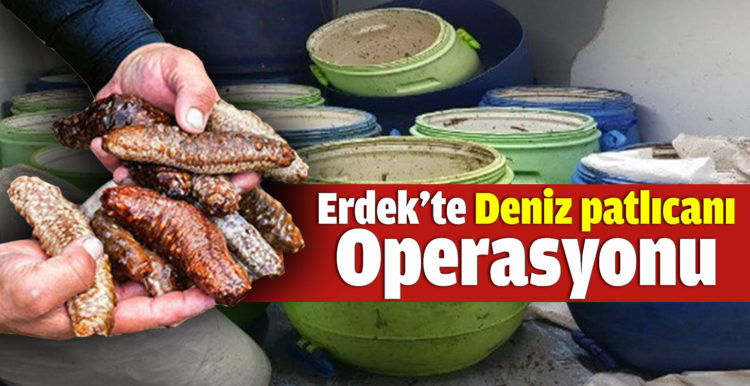 Erdek’te 300 kilo deniz patlıcanı ele geçirildi