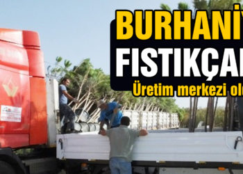 Burhaniye fıstıkçamı üretim merkezi oldu