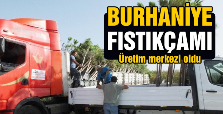 Burhaniye fıstıkçamı üretim merkezi oldu
