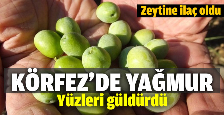 Edremit Körfezi’nde yağmur zeytine ilaç oldu