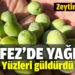 Edremit Körfezi’nde yağmur zeytine ilaç oldu