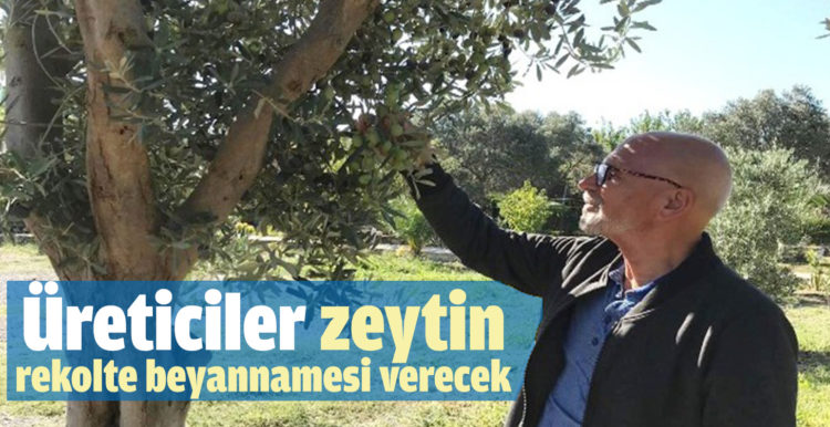 Üreticiler zeytin rekolte beyannamesi verecek