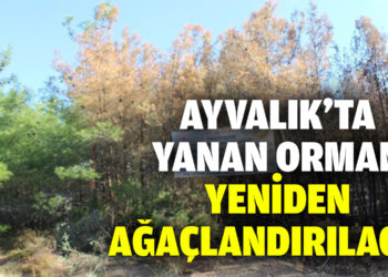 Ayvalık’ta yanan ormanlık alanın ağaçlandırılması için teknik çalışmalar başladı