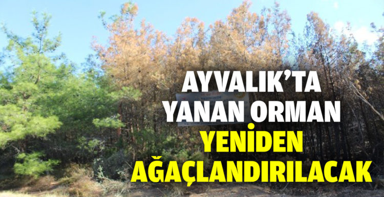 Ayvalık’ta yanan ormanlık alanın ağaçlandırılması için teknik çalışmalar başladı