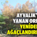 Ayvalık’ta yanan ormanlık alanın ağaçlandırılması için teknik çalışmalar başladı
