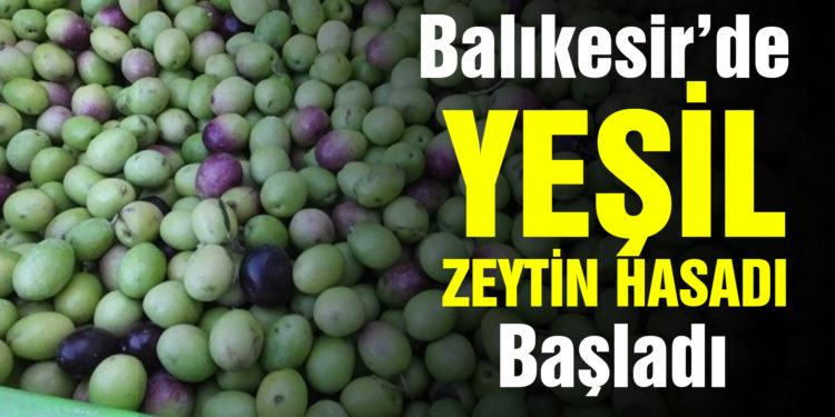 Balıkesir’de yeşil zeytin hasadı başladı