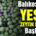Balıkesir’de yeşil zeytin hasadı başladı