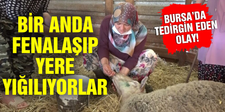 Bir anda fenalaşıp ölüyorlar! Bursa’da tedirgin eden olay