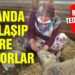 Bir anda fenalaşıp ölüyorlar! Bursa’da tedirgin eden olay
