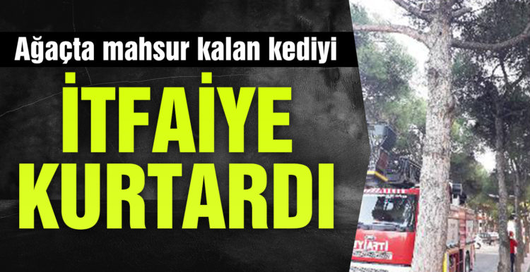 Ağaçta mahsur kalan kediyi itfaiye kurtardı
