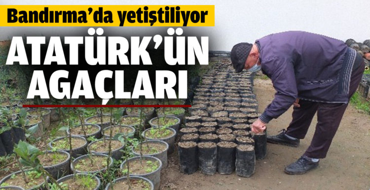 Atatürk’ün Ağaçları