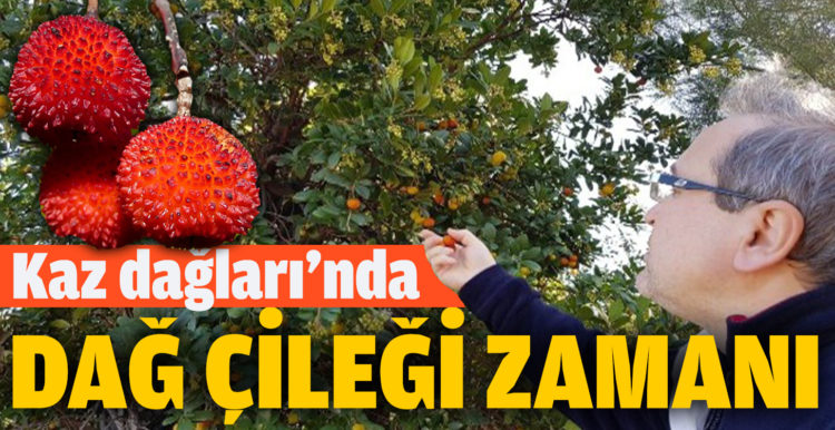 Kazdağları’nda dağ çileği zamanı