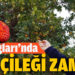 Kazdağları’nda dağ çileği zamanı