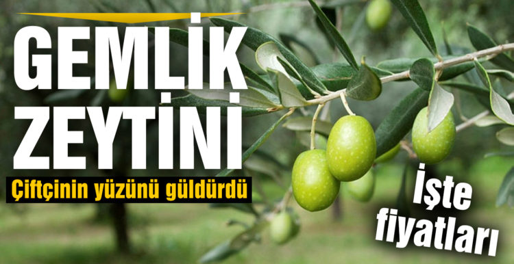 Balıkesir’de Gemlik zeytini çiftçinin yüzünü güldürdü
