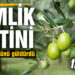 Balıkesir’de Gemlik zeytini çiftçinin yüzünü güldürdü