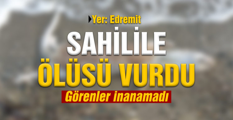 Edremit’te su samuru ölüsü sahile vurdu