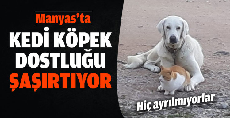 Manyas’ta kedi ile köpek dostluğu