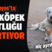 Manyas’ta kedi ile köpek dostluğu