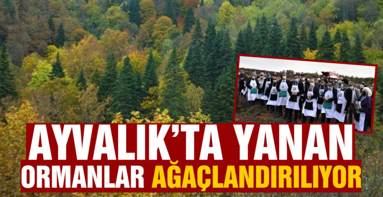Ayvalık’ta yanan ormanlık alanlar ağaçlandırılıyor