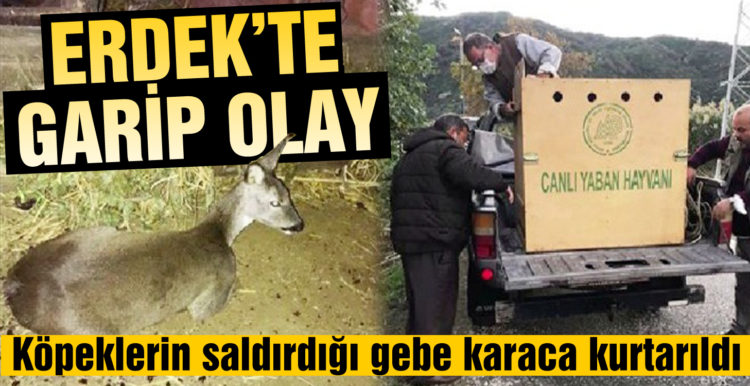 Köpeklerin saldırdığı gebe karaca kurtarıldı