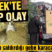 Köpeklerin saldırdığı gebe karaca kurtarıldı