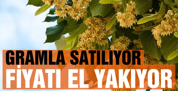Ihlamurun kilosu 300 lira! Gramla satılıyor