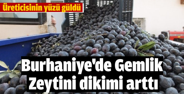 Burhaniye’de Gemlik Zeytini dikimi arttı