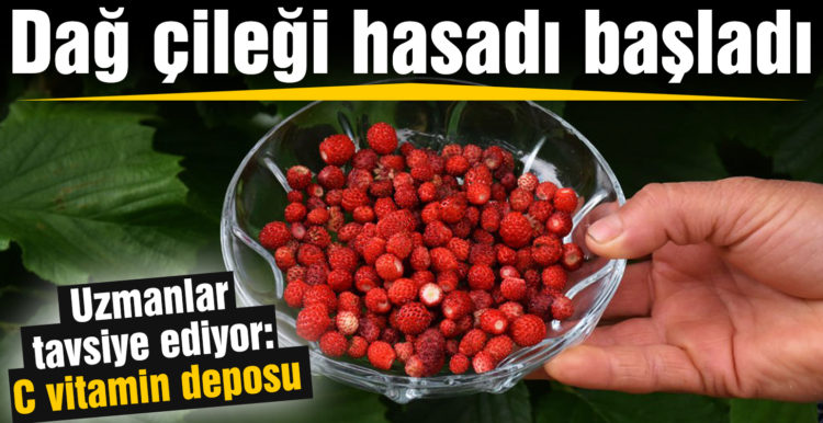 Burhaniye’de dağ çileği hasadı başladı