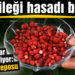 Burhaniye’de dağ çileği hasadı başladı