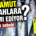 Palamut tezgahlara veda ediyor