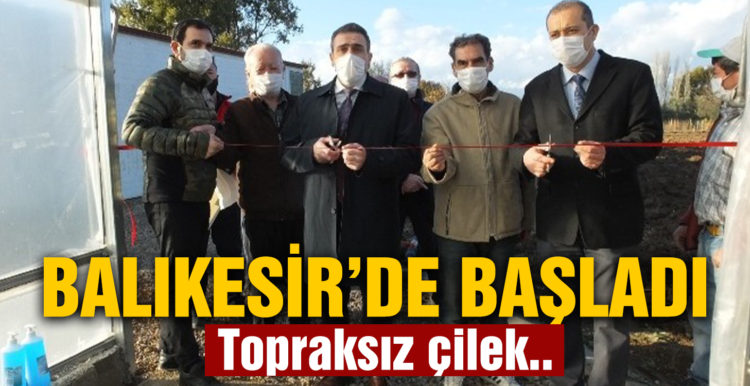 Balıkesir’de topraksız çilek üretimine başlandı