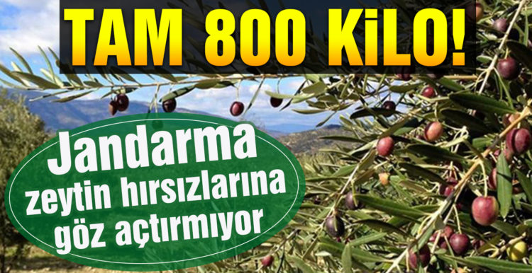Burhaniye’de jandarma zeytin hırsızlarına göz açtırmıyor